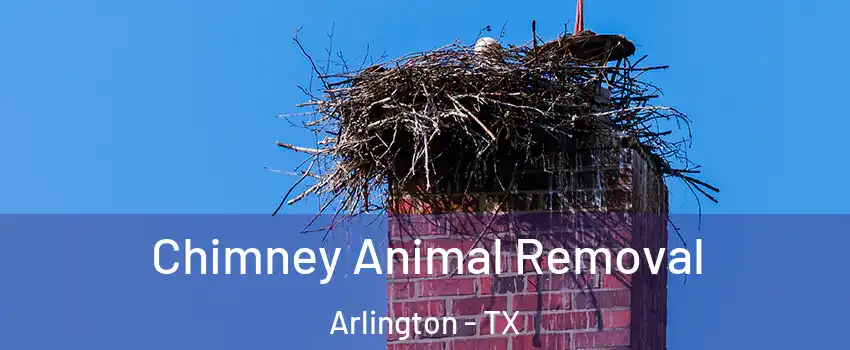 Chimney Animal Removal Arlington - TX