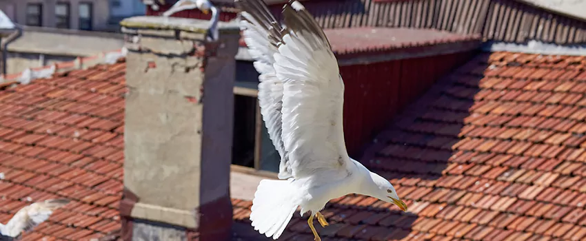 Residential Chimney Animal Removal Solution in Arlington, TX