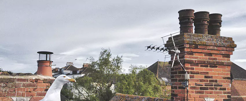 Chimney Cleaning And Restoration in Arlington, Texas